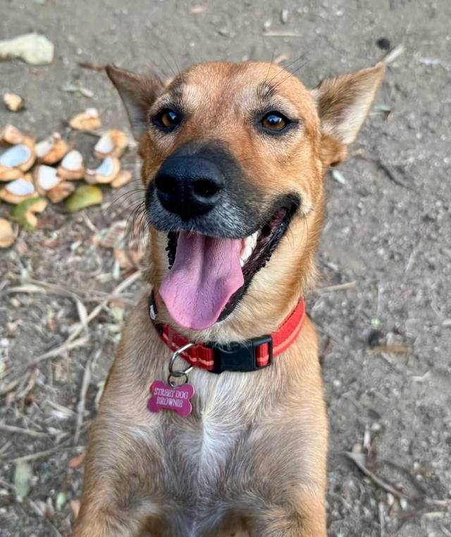 Photo of Brownie