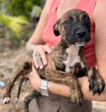 Photo of Calypso