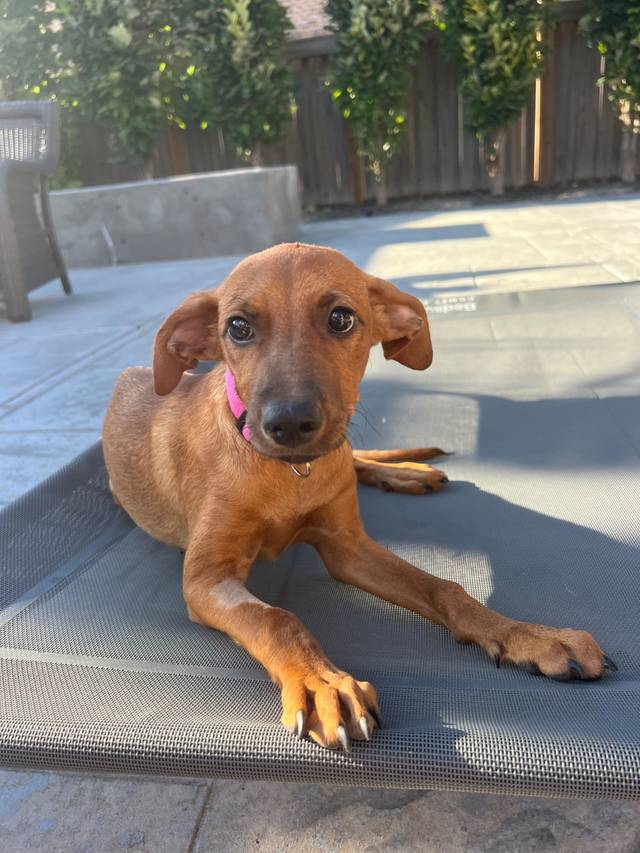 Photo of Chi