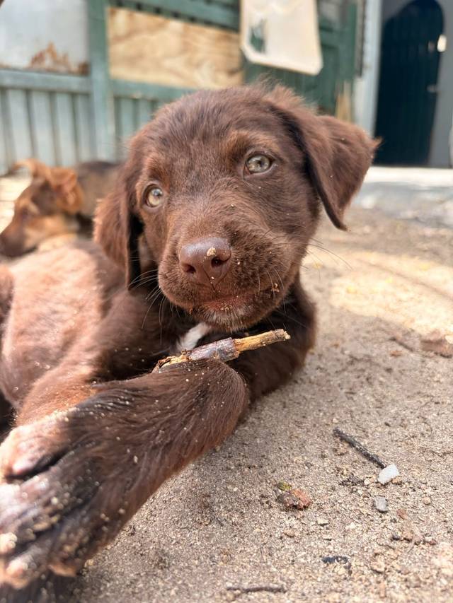 Photo of Choco