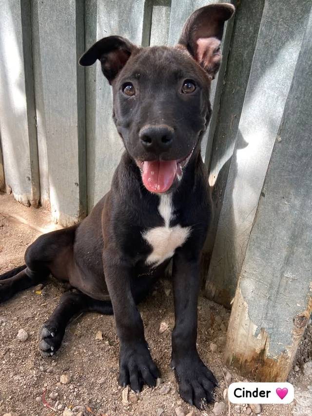 Photo of Cinder