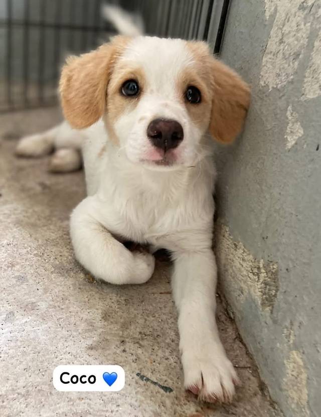Photo of Coco