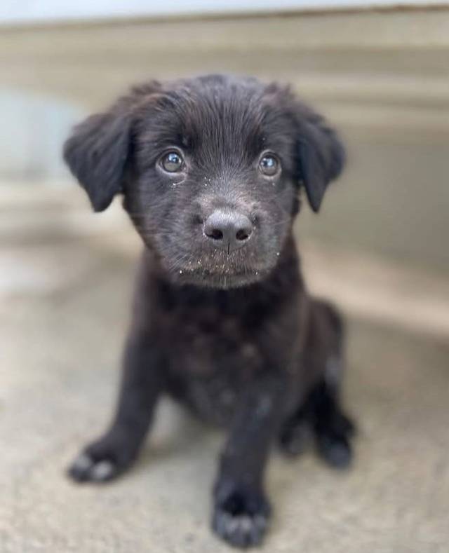 Photo of Cooper