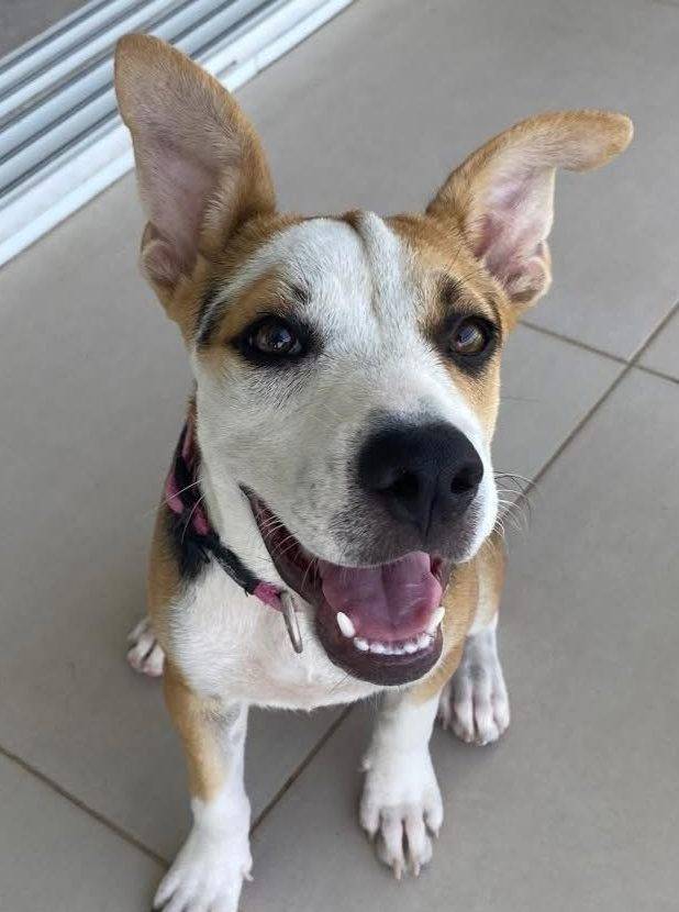 Photo of Daisy