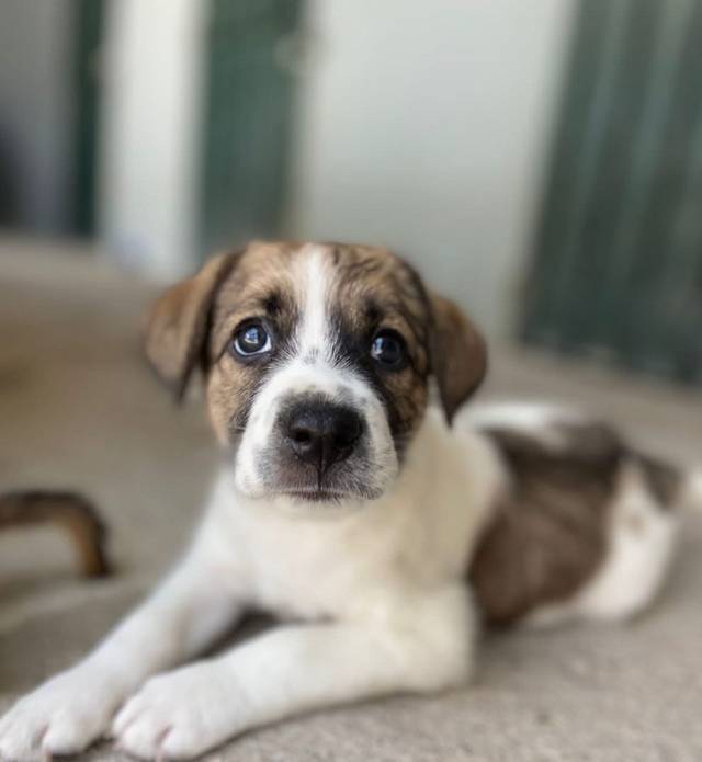 Photo of Daphnie