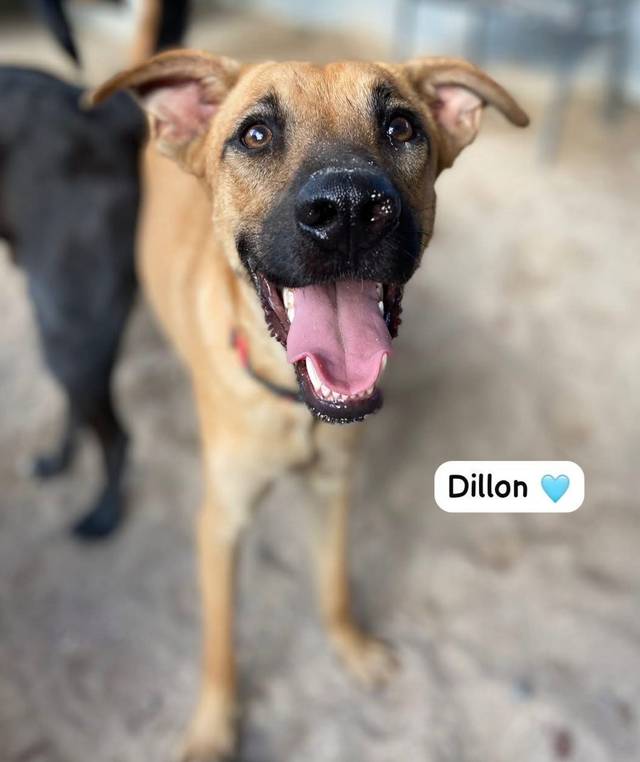 Photo of Dillon