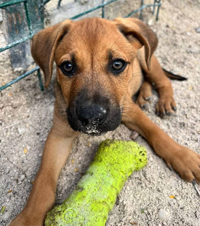 Photo of Grinch