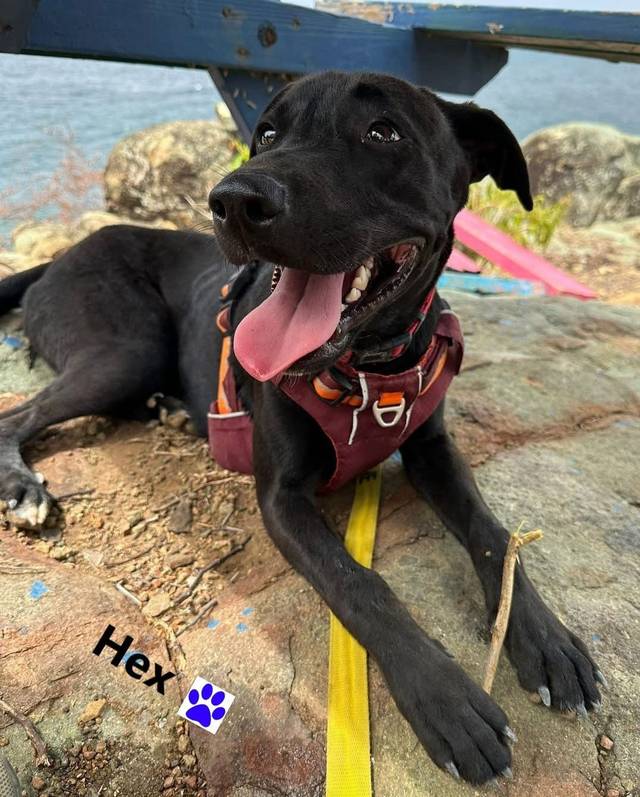 Photo of Hex