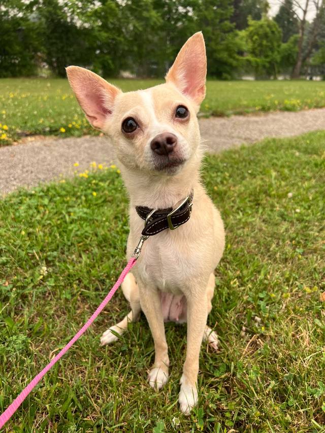 Photo of Honeydew