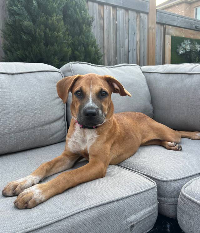 Photo of Indie