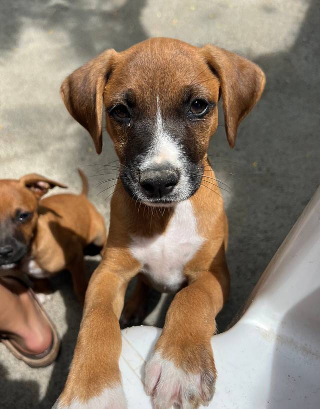 Photo of Kojak