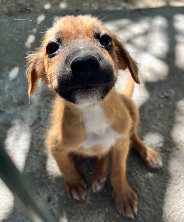 Photo of Mac