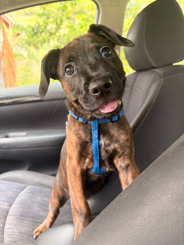 Photo of Mako