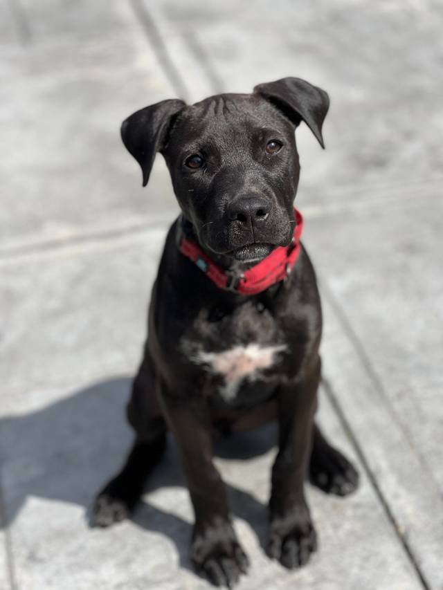 Photo of Moe