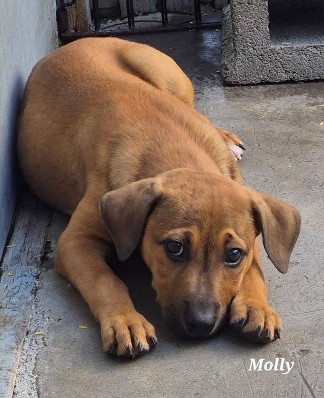 Photo of Molly