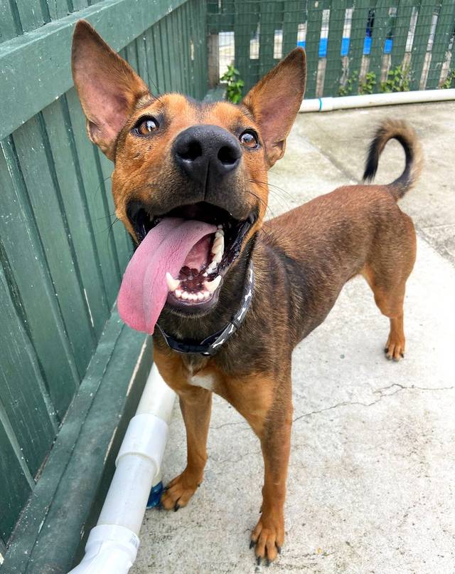 Photo of Pickle