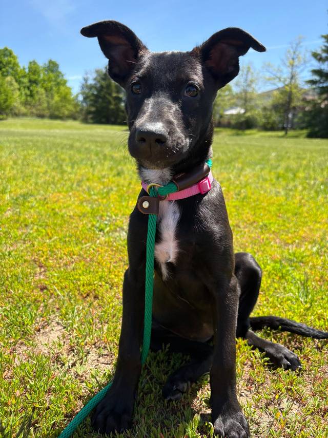 Photo of Poppy