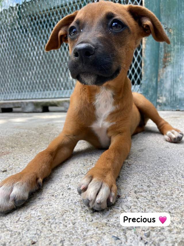 Photo of Precious