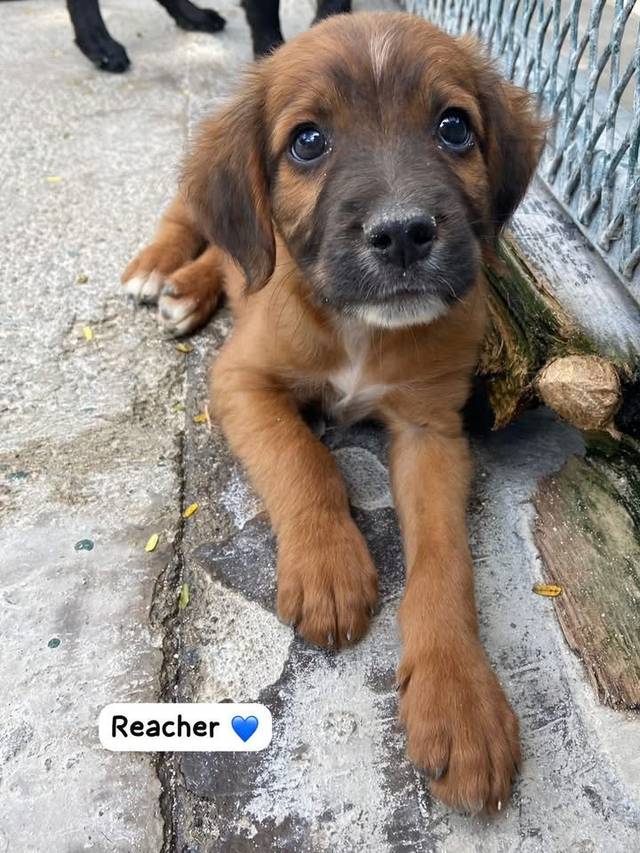 Photo of Reacher