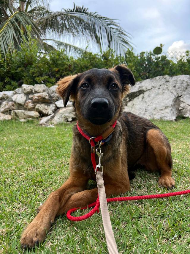 Photo of Remmy