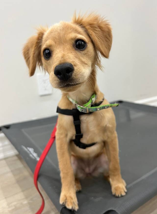 Photo of Riley