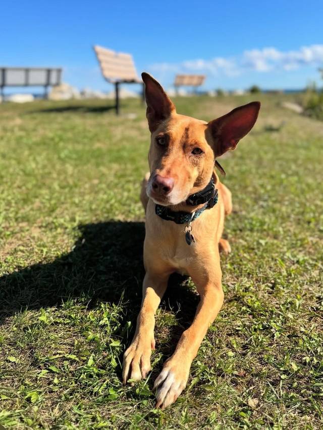 Photo of Ryder