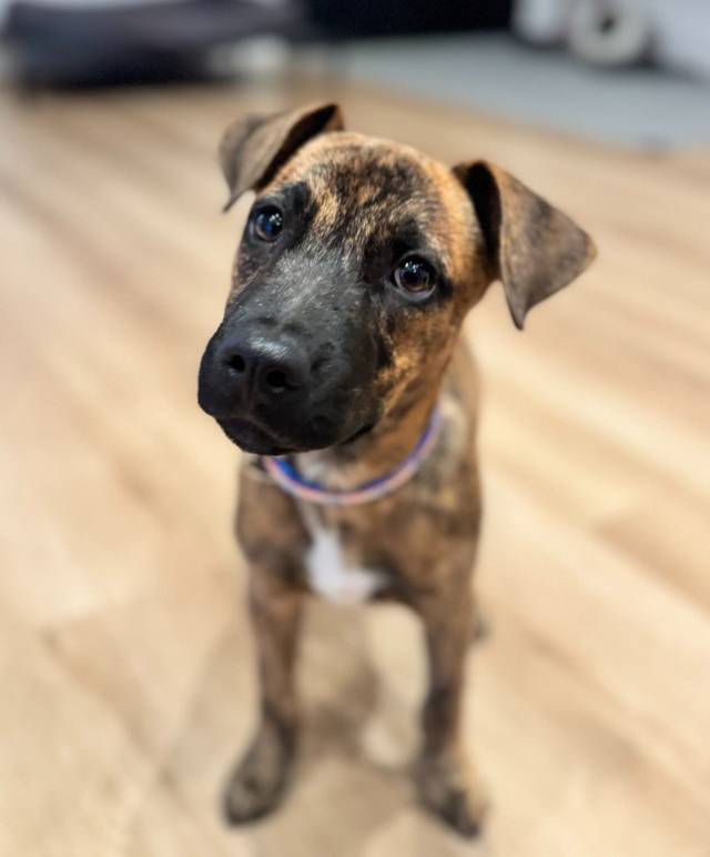 Photo of Samson