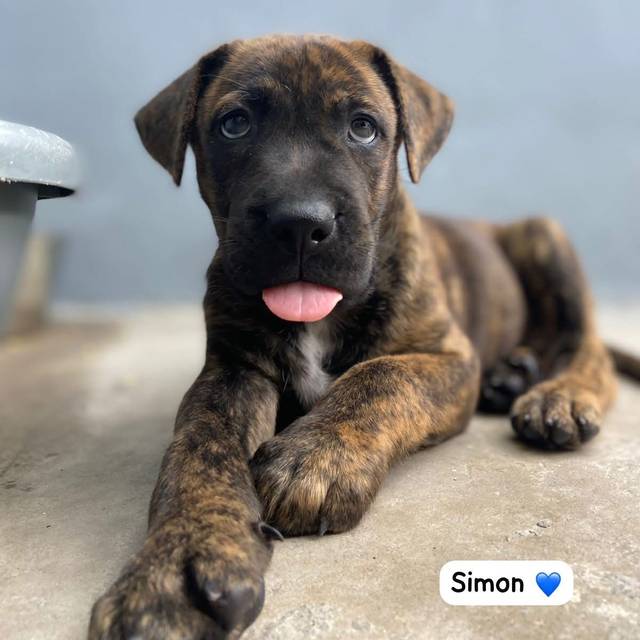 Photo of Simon