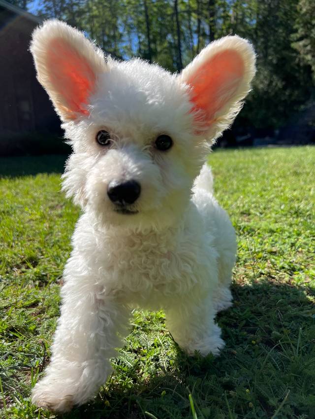Photo of Thumper