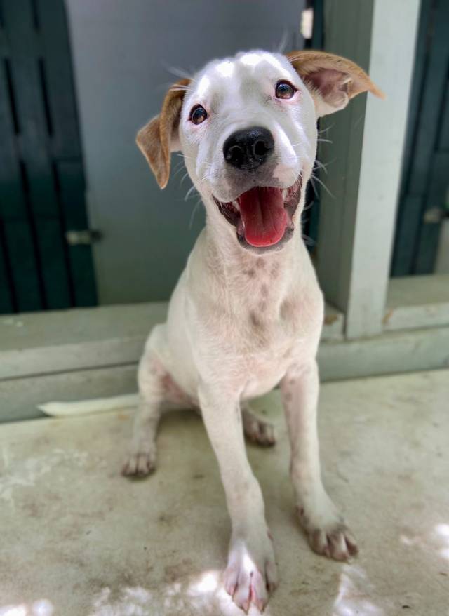 Photo of Tiki
