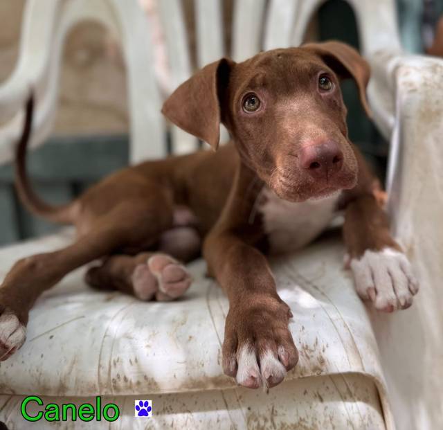 Photo of Canelo