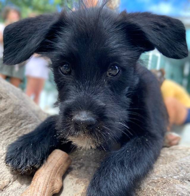 Photo of Yang